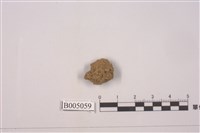 藏品(珊瑚菌屬)的圖片